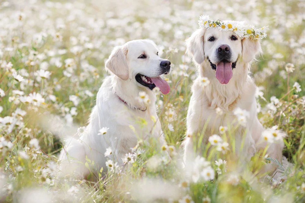Calendrier des rendez-vous pour animaux de compagnie