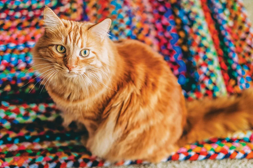 Calendrier des rendez-vous pour animaux de compagnie