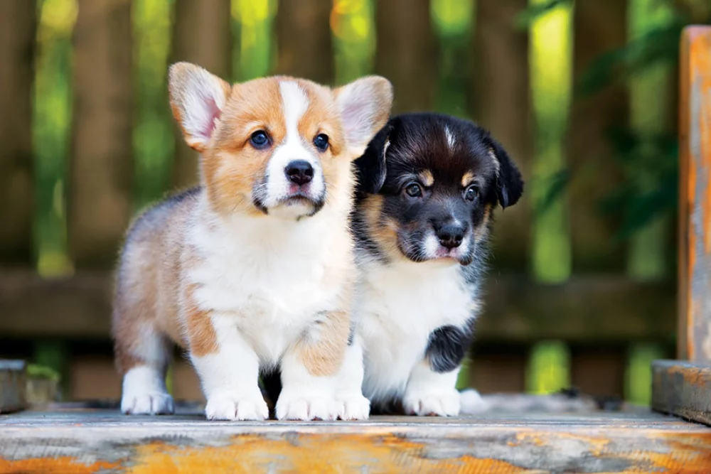 Calendrier des rendez-vous pour animaux de compagnie