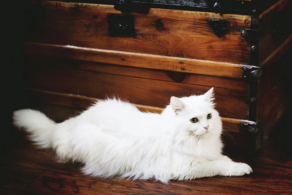 Calendrier des rendez-vous pour animaux de compagnie