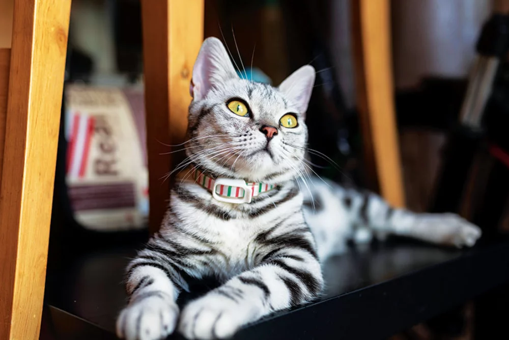 Calendrier des rendez-vous pour animaux de compagnie