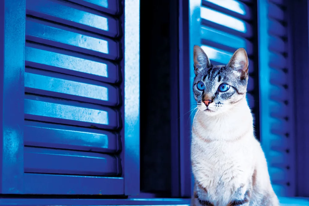 Calendrier des rendez-vous pour animaux de compagnie
