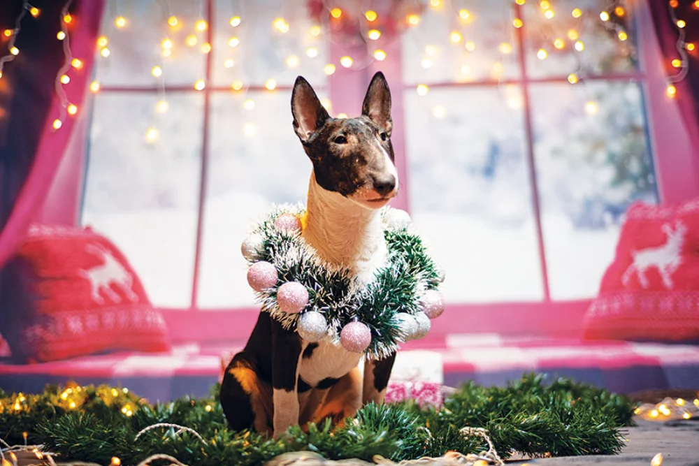 Calendrier des rendez-vous pour animaux de compagnie