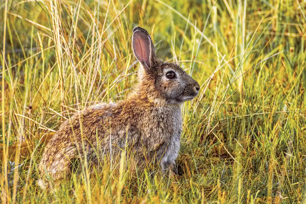 Calendrier des rendez-vous de chasse et de pêche