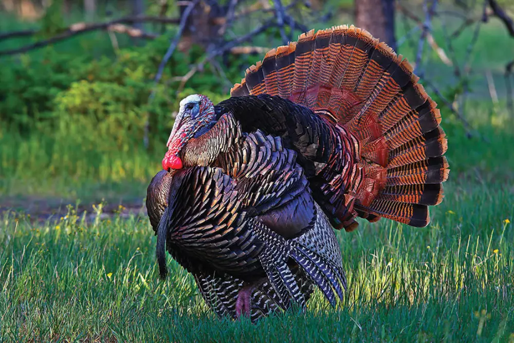Hunting & Fishing Appointment Calendar
