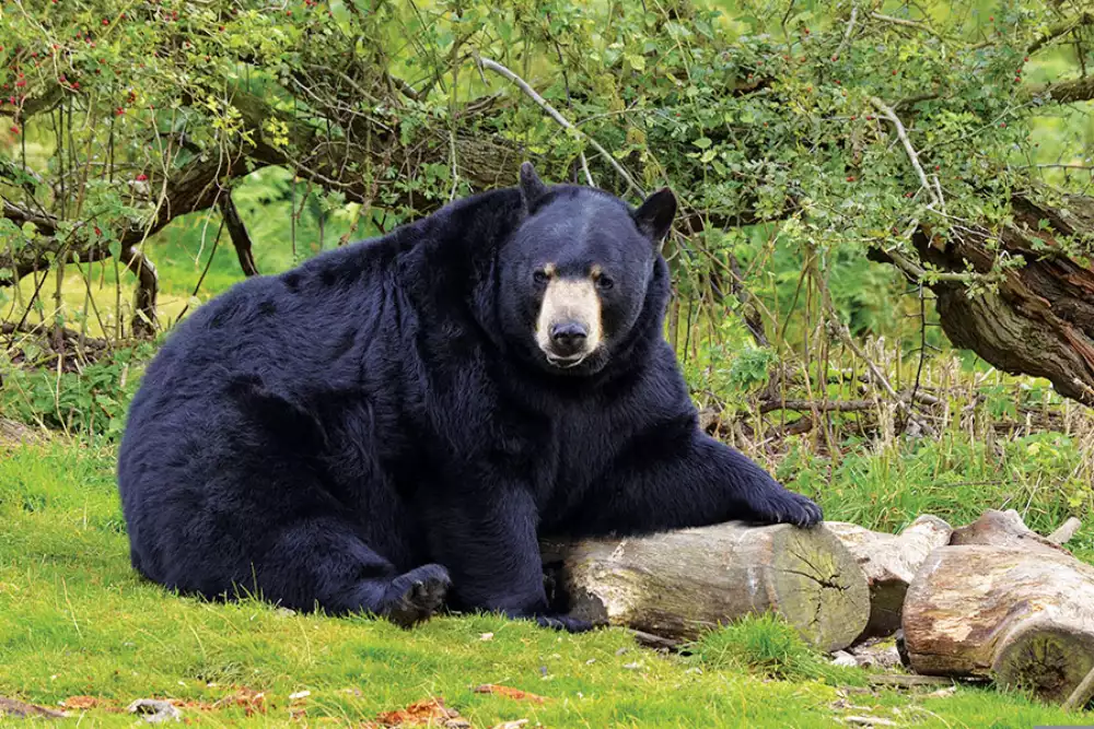 Hunting & Fishing Appointment Calendar