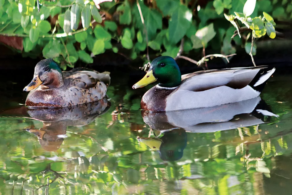 Calendrier des rendez-vous de chasse et de pêche