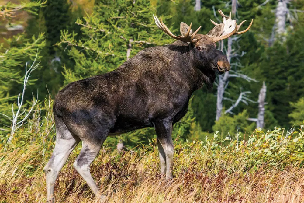 Hunting & Fishing Appointment Calendar