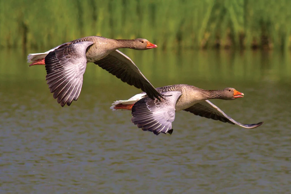 Calendrier des rendez-vous de chasse et de pêche