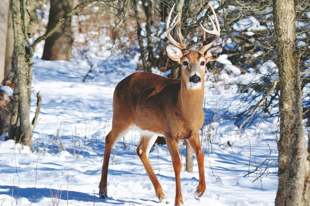 Hunting & Fishing Appointment Calendar