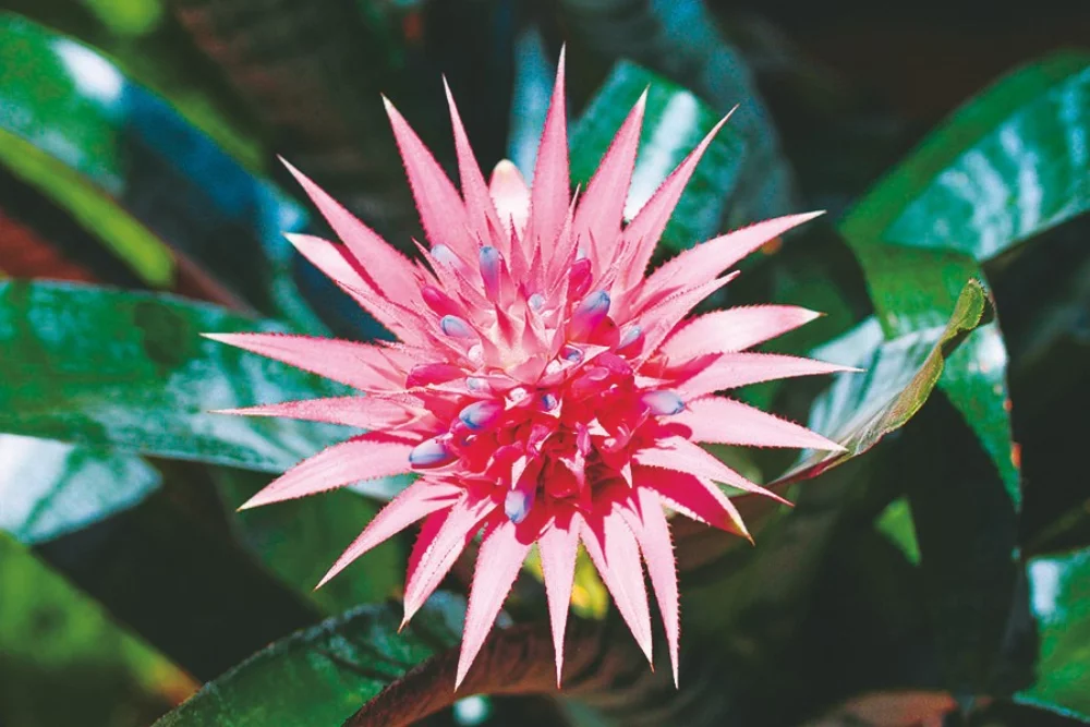 Calendrier de rendez-vous pour les fleurs