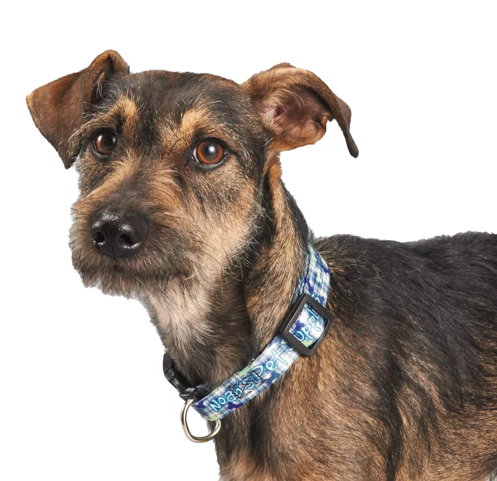 Collier pour animal de compagnie de 3/4" de largeur en couleur pleine