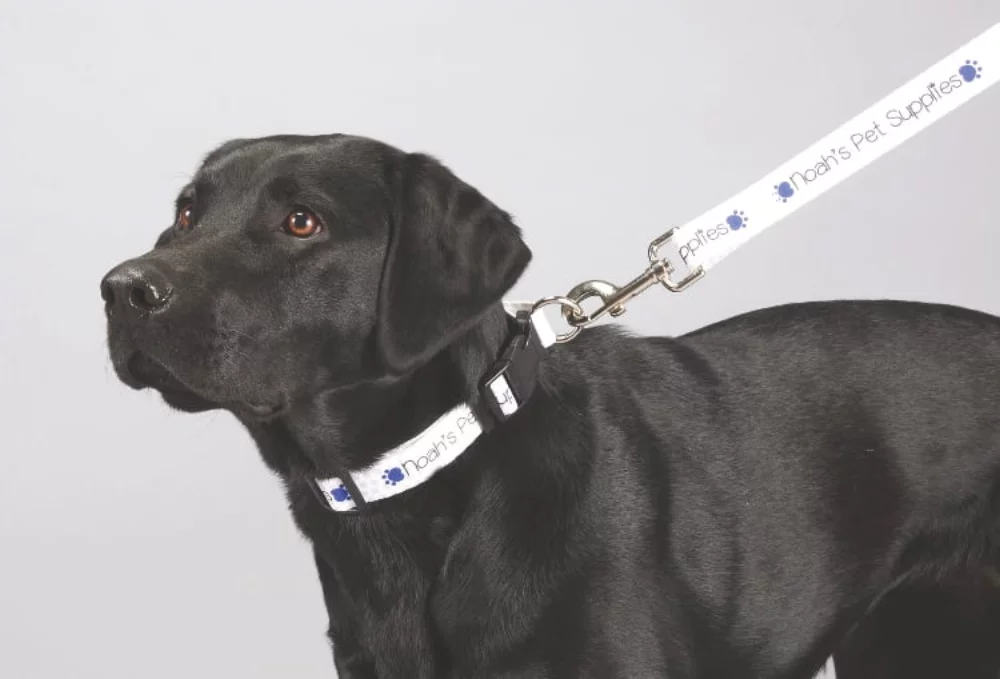 Laisse pour animal de compagnie premium de 1 pouce de largeur en couleur pleine