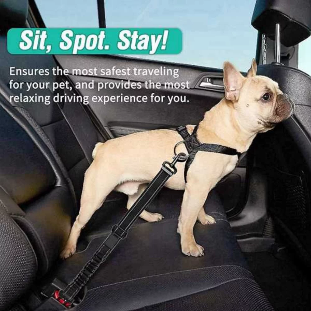 CEINTURE DE SÉCURITÉ POUR CHIEN avec bol