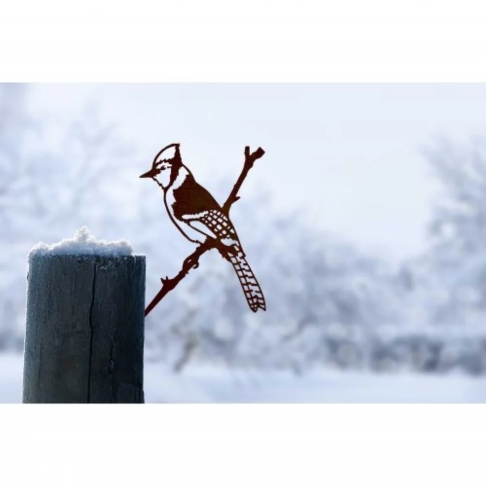 Blue Jay - Rust