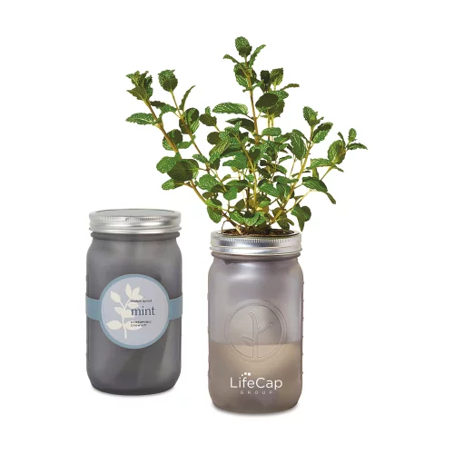 Modern Sprout® Indoor Herb Garden Kit - Ice Blue