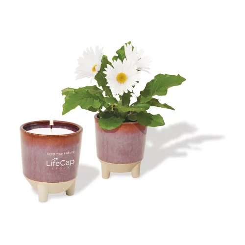 Ensemble cadeau Glow & Grow Live Well de Modern Sprout® - Bourgogne : Graines de marguerites avec fleurs sauvages