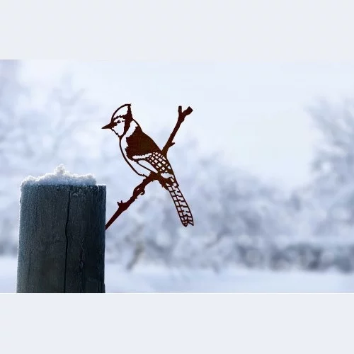 Blue Jay - Rust