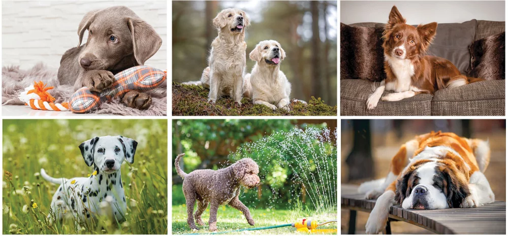 Full Colour Canine Companions Spiral Wall Calendar