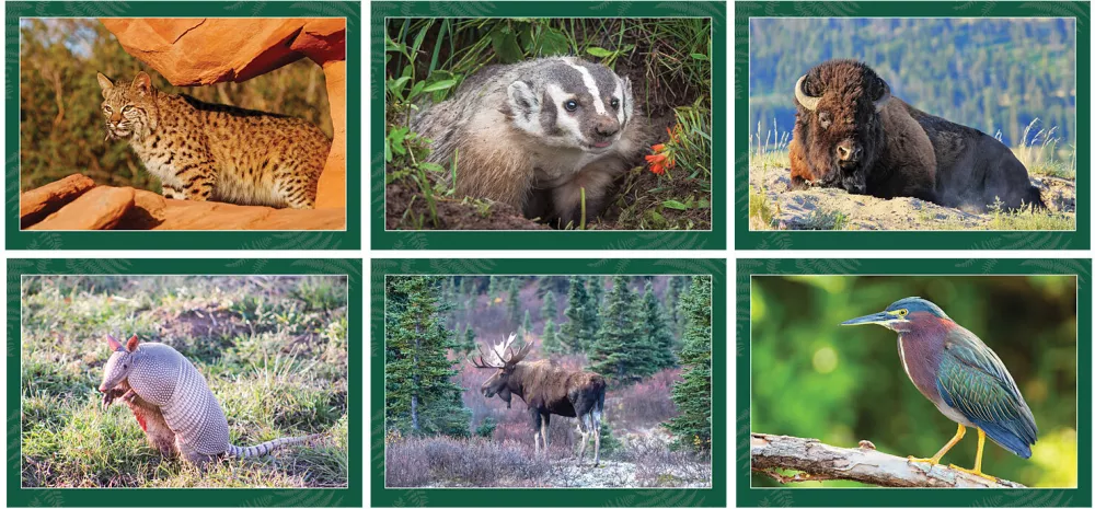 Calendrier mural en spirale sur la faune nord-américaine