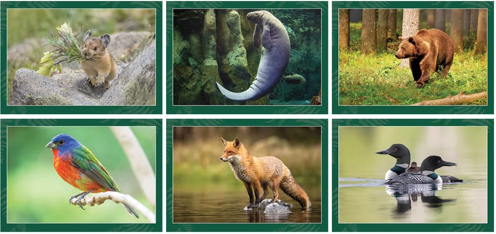 Full Colour North American Wildlife Spiral Wall Calendar