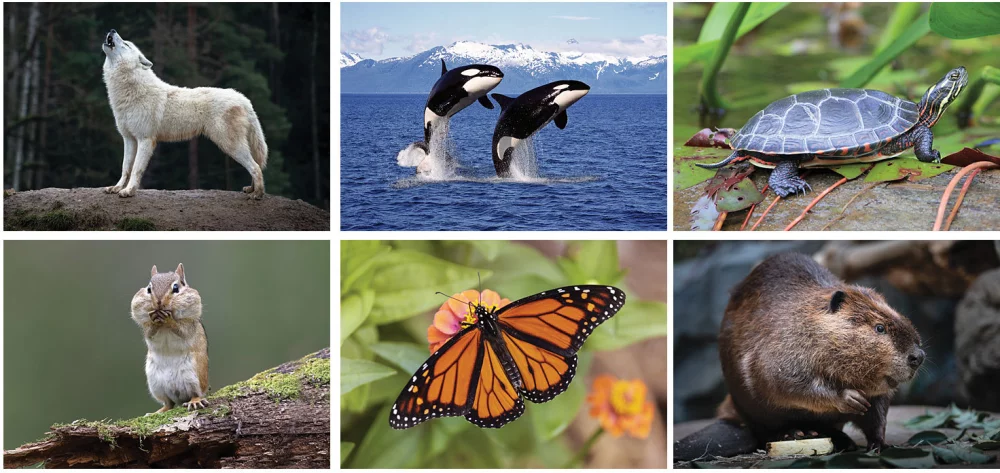 Calendrier de bureau sur la faune nord-américaine