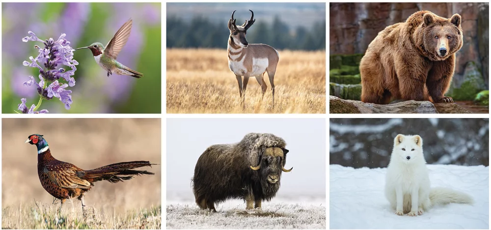 Calendrier de bureau sur la faune nord-américaine