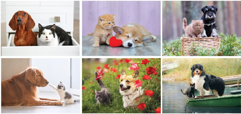 Calendrier de bureau Amis à poils