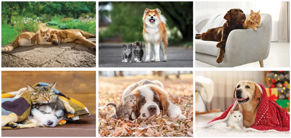 Furry Friends Desk Calendar