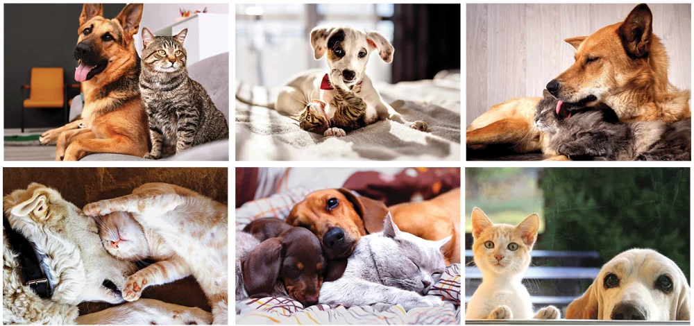 Full Colour Furry Friends Spiral Wall Calendar