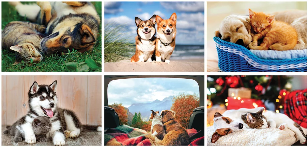 Full Colour Furry Friends Spiral Wall Calendar